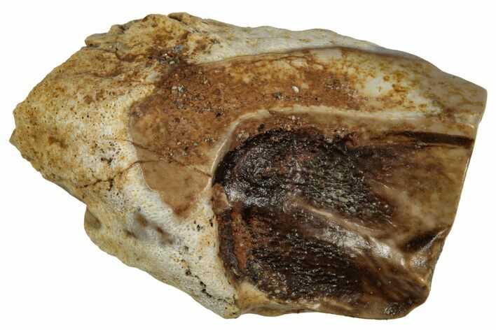 Large Fossil Triceratops Shed Tooth - Montana #352067